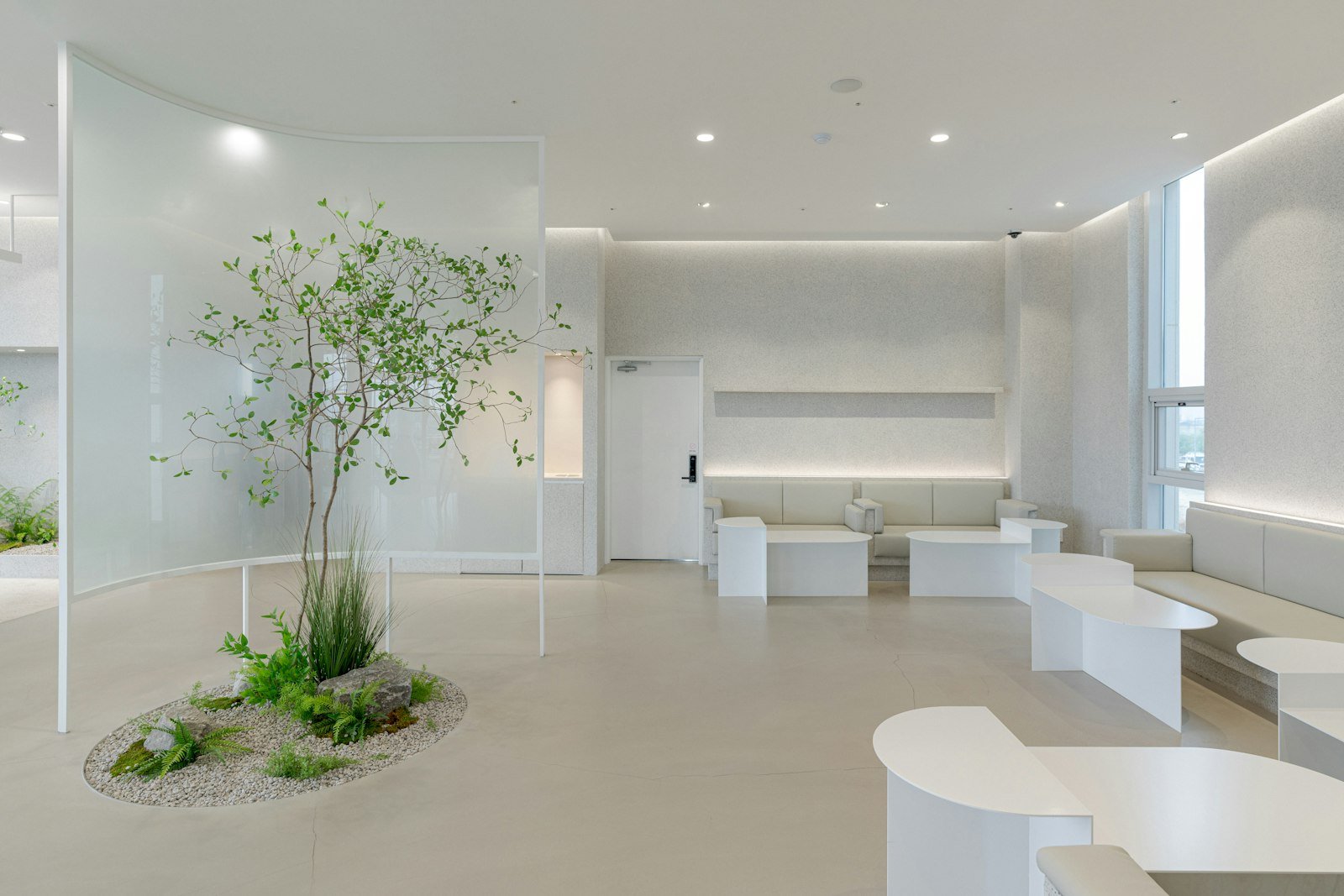Clean minimalist white health-precinct interior with an indoor tree
